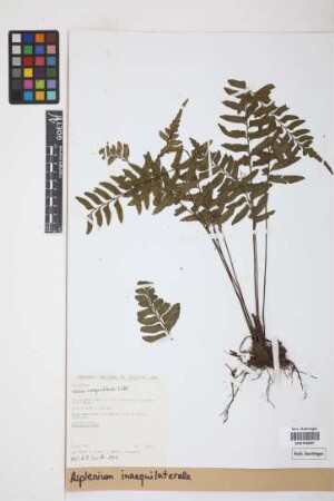 Asplenium inaequilaterale Willd.