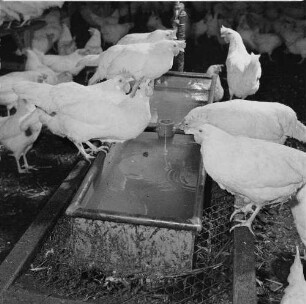 Geflügelfarm Weida der LPG Riesa-Pochra. Fütterung der Legehennen im Winterquartier