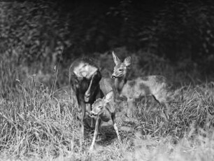 Rehe. Ricke mit Jungtieren