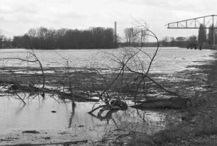 Hochwasser des Rheins