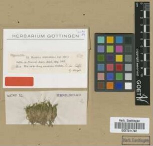 Barbula subulifolia Sull. [type]