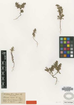 Teucrium decipiens Coss. [type]