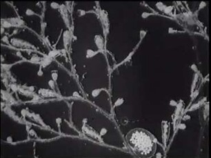 Hydroidpolypen der Nordsee