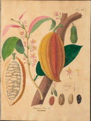 Taf. VII. Theobroma Cacao L.