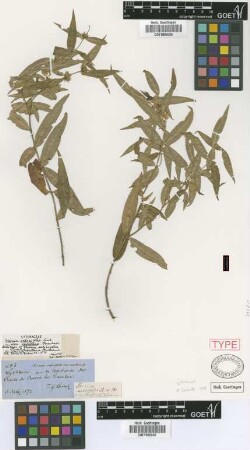 Heimia salicifolia Link & Otto var. montana (Griseb.) Koehne[type]
