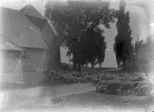 Belgershain. Schäfer und Schafherde an der Schäferei