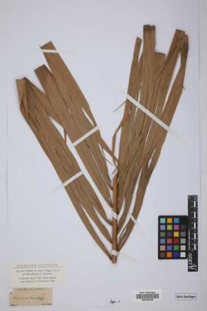 Calamus castaneus Griff.
