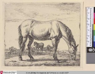 [Grasendes Pferd; Grazing Horse]