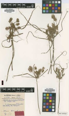 Cyperus psilostachys (C.B.Clarke) Kük. var. subrufus Kük.[type]