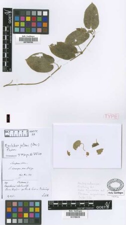 Exolobus patens (Decne.) E.Fourn.