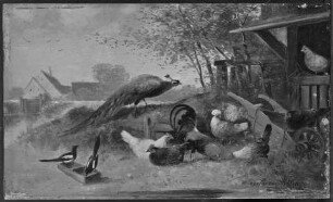 Hahn, Hühner und Pfau