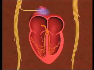 Experimente zur Physiologie von Herz und Kreislauf am Kaninchen