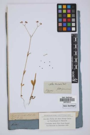 Fedia auricula Dec.