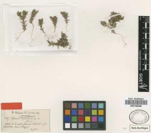 Arenaria saponarioides Boiss. & Balansa [type]