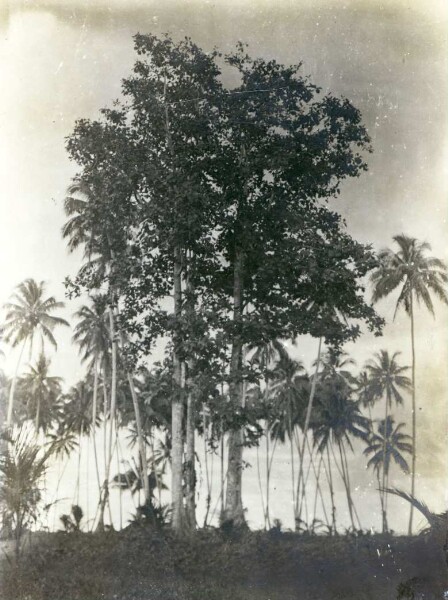 "Breadfruit tree. Fisoa"