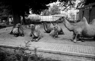 Kamele im Karlsruher Zoo