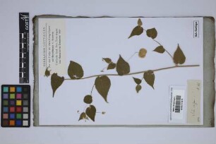 Sida crispa L.