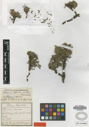 Adesmia schickendantzii Griseb. [lectotype]