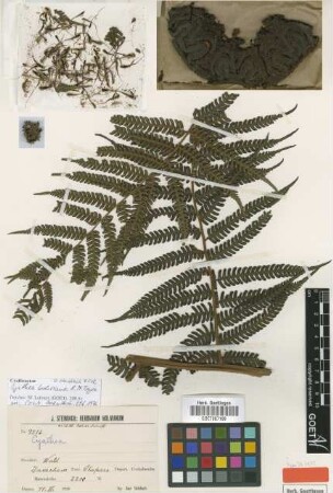 Cyathea boliviana R.M.Tryon [isotype]