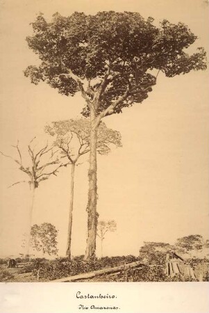 Kastanienbaum. Rio Amazonas