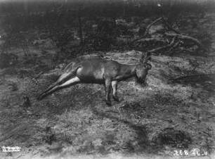 Tote Antilope : Aufnahme einer toten Antilope