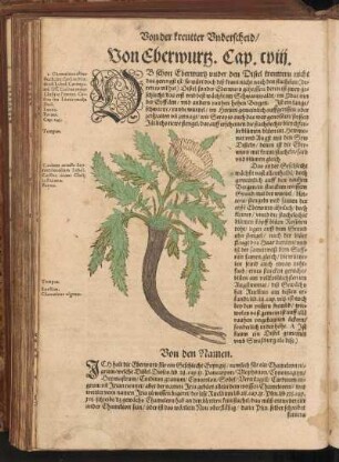 Von Eberwurtz, Cap. CVIII