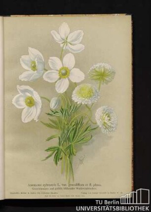 Anemone sylvestris L. var. grandiflora et fl. pleno. Großblumiges und gefüllt blühendes Waldwindröschen.