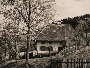 Frühling im Gutachtal im mittleren Schwarwald. Baumblüte