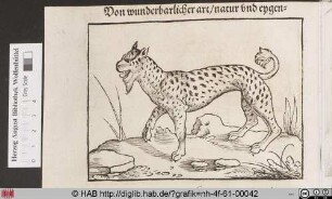 [Luchs]