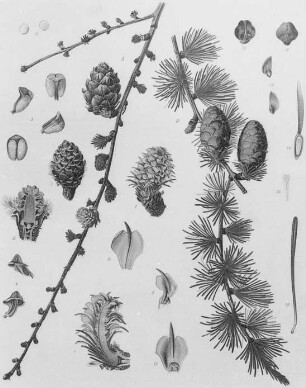 Gemeine Lärche (Larix decidua), farbig : Geographie | Wirtschaftsgeographie | Gerb-, Flecht- und Papierstoffe liefernde Pflanzen | Holzliefernde Pflanzen; Futterpflanzen