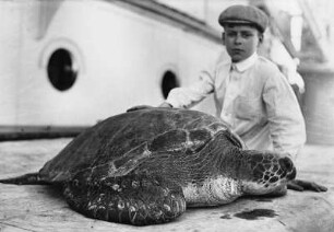 Venezuela. Junge mit einer Schildkröte an Bord eines Hochseepassagierdampfers