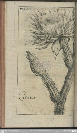 Cereus