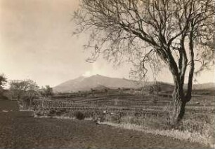 Sizilien. Ginsterbaum. Blick zum Ätna