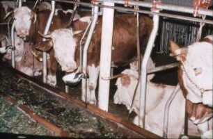 Fotografie: Anbindestall, Milchviehhaltung, Anbindevorrichtung, Tränkebecken
