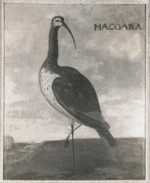 MACOARA Ibis