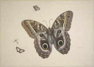 Ein großer brauner Schmetterling, zwei kleine und ein Insekt