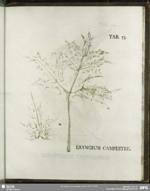 Tab. 53. Eryngium Campestre. (Feld-Mannstreu)