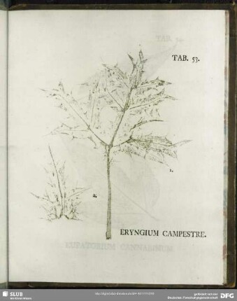 Tab. 53. Eryngium Campestre. (Feld-Mannstreu)
