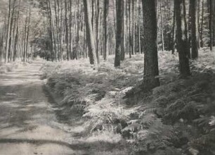 Dübener Heide. Kieferwald mit Adlerfarn-Bestand am Jagdhaus bei Zadlitz