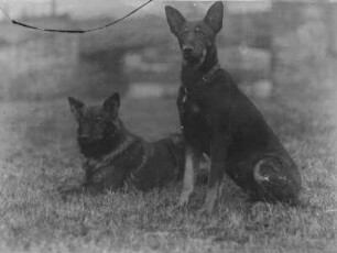 Deutsche Schäferhunde : Portrait zweier Deutscher Schäferhunde.
