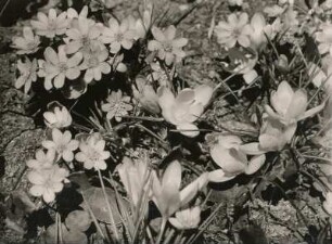 Krokus und Leberblümchen im Botanischen Garten Schellerhau