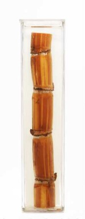 Saccharum officinarum L. aus Java (Indonesien)