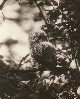 Rochlitzer Berg, Waldkauz (Strix aluco L.), ausgeflogener Jungvogel