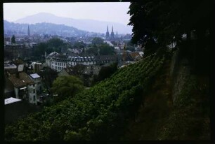 Freiburg: Reben am Schlossberg mit Blick Richtung Wiehre und Schönberg