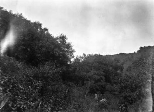 Vegetation im Jalatal : Vegetationsreiche Landschaft
