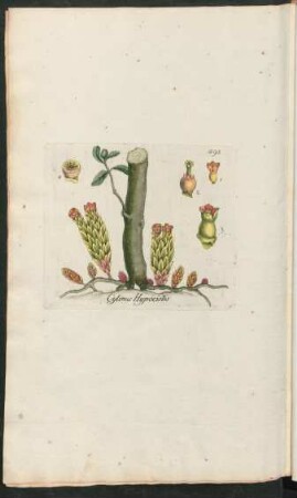 498. Cytinus Hypocistis