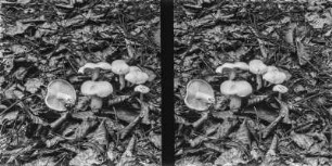 Gefleckter Rosasporrübling : Gefleckter Rosasporrübling (Rhodocollybia maculata).