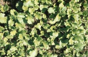 Fotografie: Pflanzenproduktionsverfahren, Erosion, Zwischenfrucht