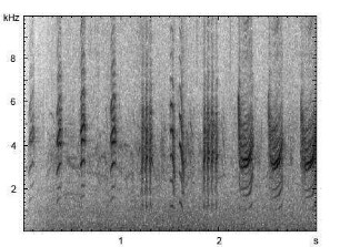 Teichrohrsänger | Acrocephalus scirpaceus - Gesang
