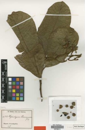 Hoplestigma pierreanum Gilg [type]